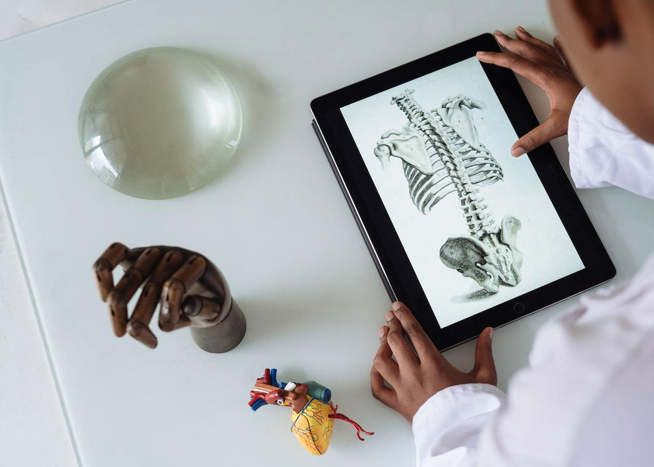 Person studying spine diagram on tablet with anatomical models and hand sculpture on table.