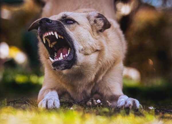 When a Dog Bite Happens What to Do and How to Pursue Compensation Aggressive dog baring teeth and growling outdoors in a grassy area.