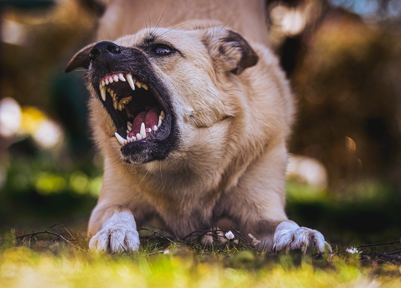 Aggressive dog baring teeth and growling outdoors in a grassy area.