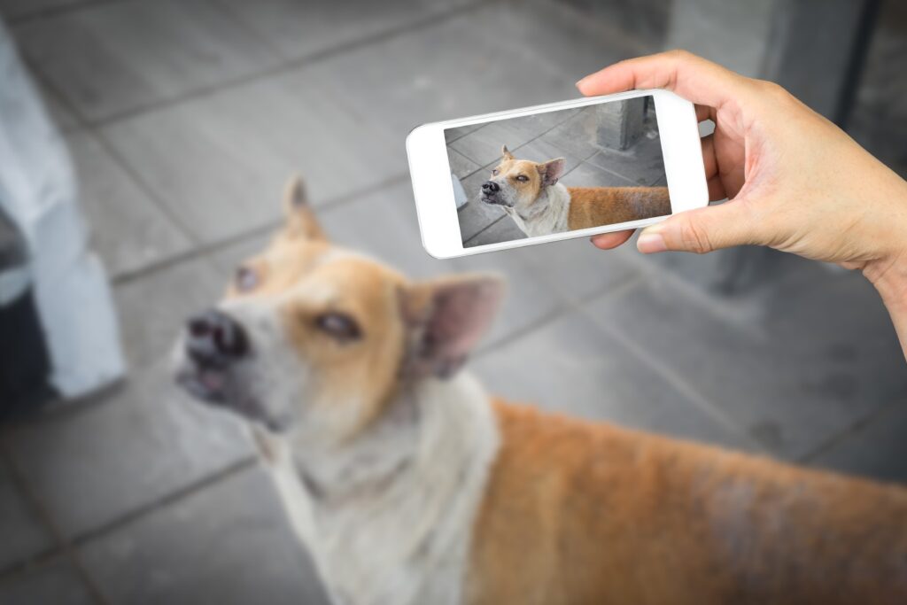 Image representing the immediate step of documenting injuries when a dog owner is liable for injuries.