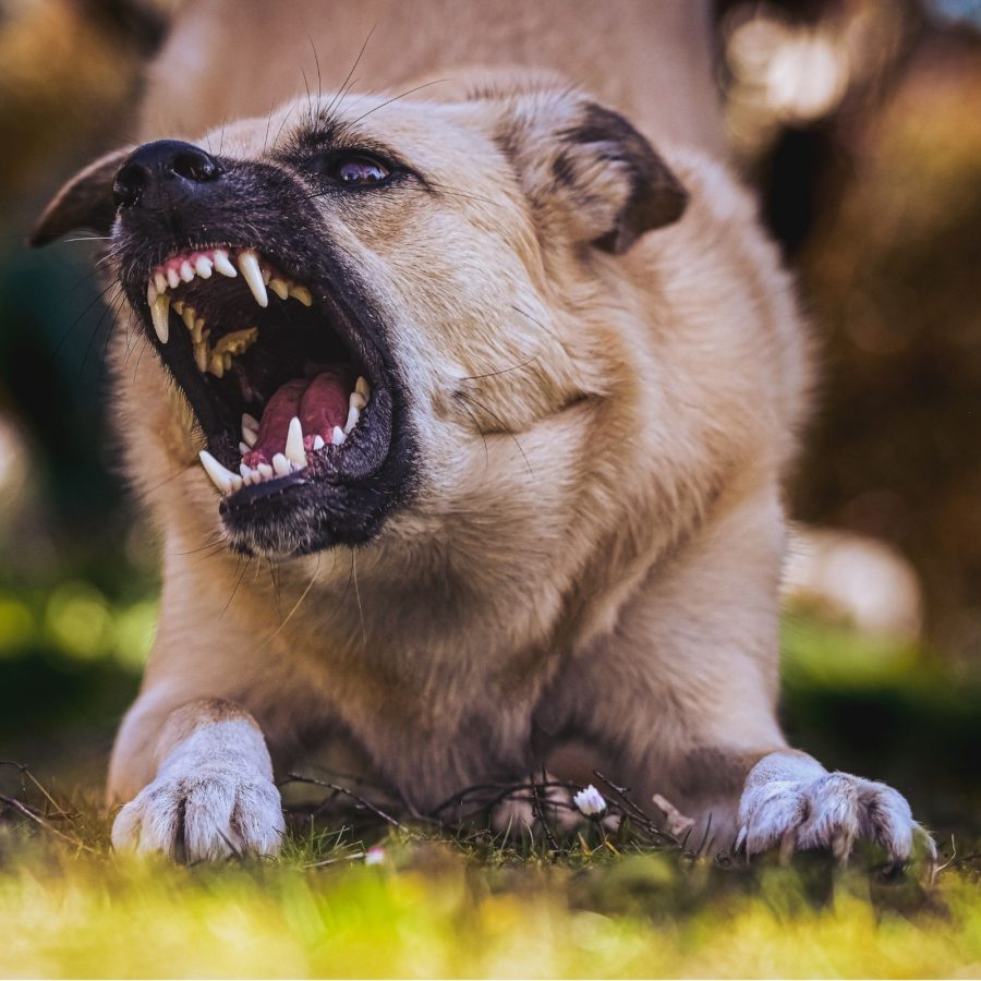Aggressive dog barking with teeth bared, close-up, emphasizing instinctual behavior in an outdoor setting.