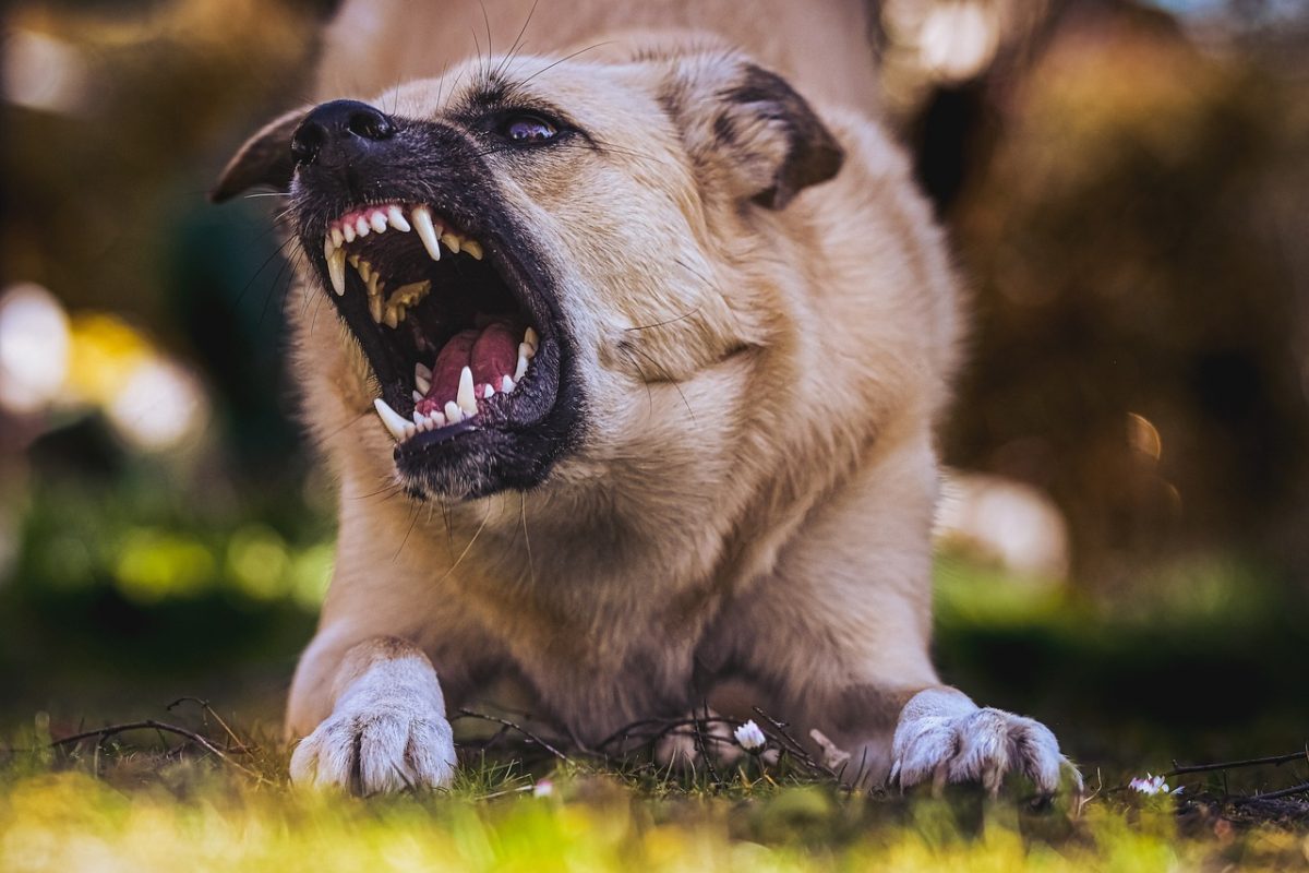 Aggressive dog baring teeth and growling outdoors in a grassy area.